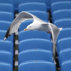 Young Seagulls in Flight: Open Training Session at Brighton & Hove Albion FC (31st July 2015)