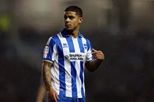 Bolton Wanderers - 24-11-2012 Prints: Brighton & Hove Albion: Liam Bridcutt Focused During Brighton v Bolton, Championship 2012