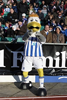 Images Dated 30th January 2010: Gully - Pointing (Family Stand)