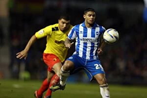 Images Dated 29th December 2012: Liam Bridcutt's Intense Performance: Brighton & Hove Albion vs. Watford, Npower Championship