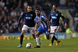 Blackburn Rovers - 12-02-2013 Prints: Liam Bridcutt's Intense Performance: Brighton & Hove Albion vs Blackburn Rovers
