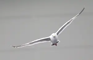 Seagull Prints: Seagulls Soaring Above the Championship Clash: Brighton & Hove Albion vs