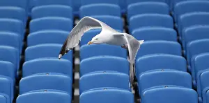 Prints of Young Seagulls Open Training Session 31st July 2015. Seagulls flying through the stadium Pre-Season Prints: Young Seagulls in Flight: Open Training Session at Brighton & Hove Albion FC (31st July 2015)